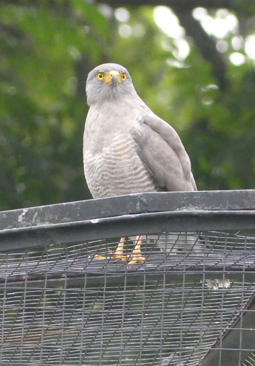 Roadside Hawk - ML646934111