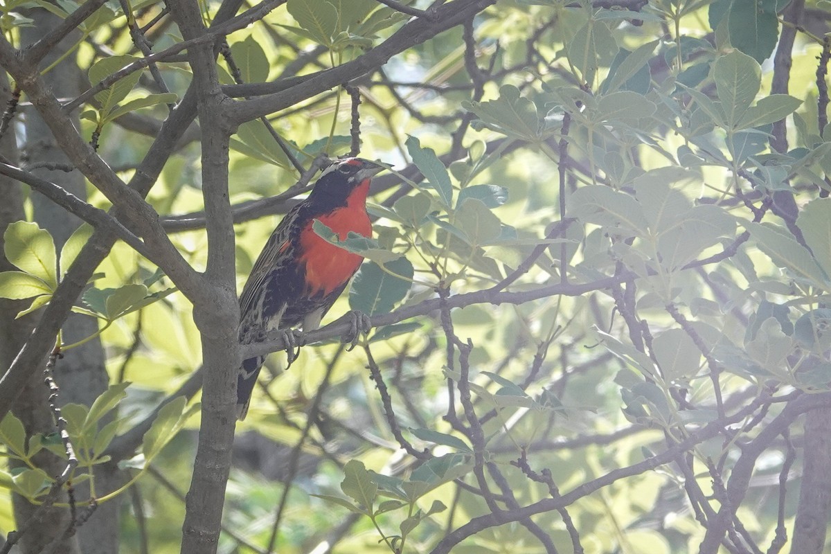 Шпаркос короткохвостий - ML646934112