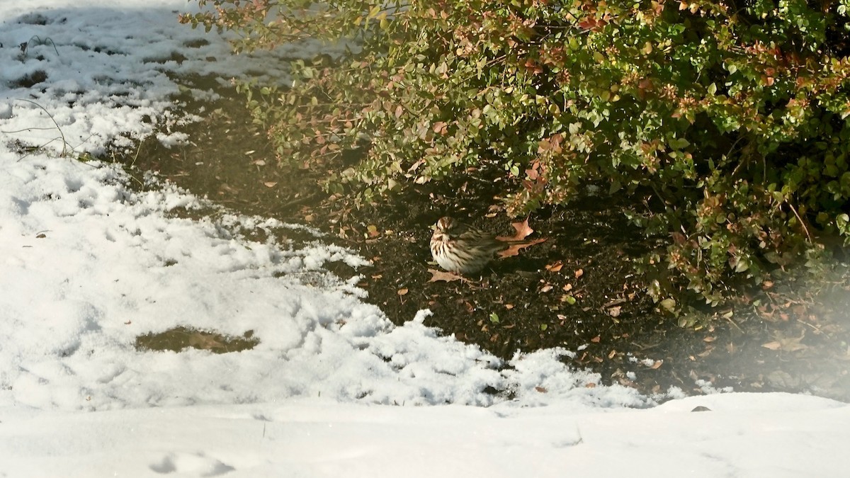 ウタスズメ - ML646934115