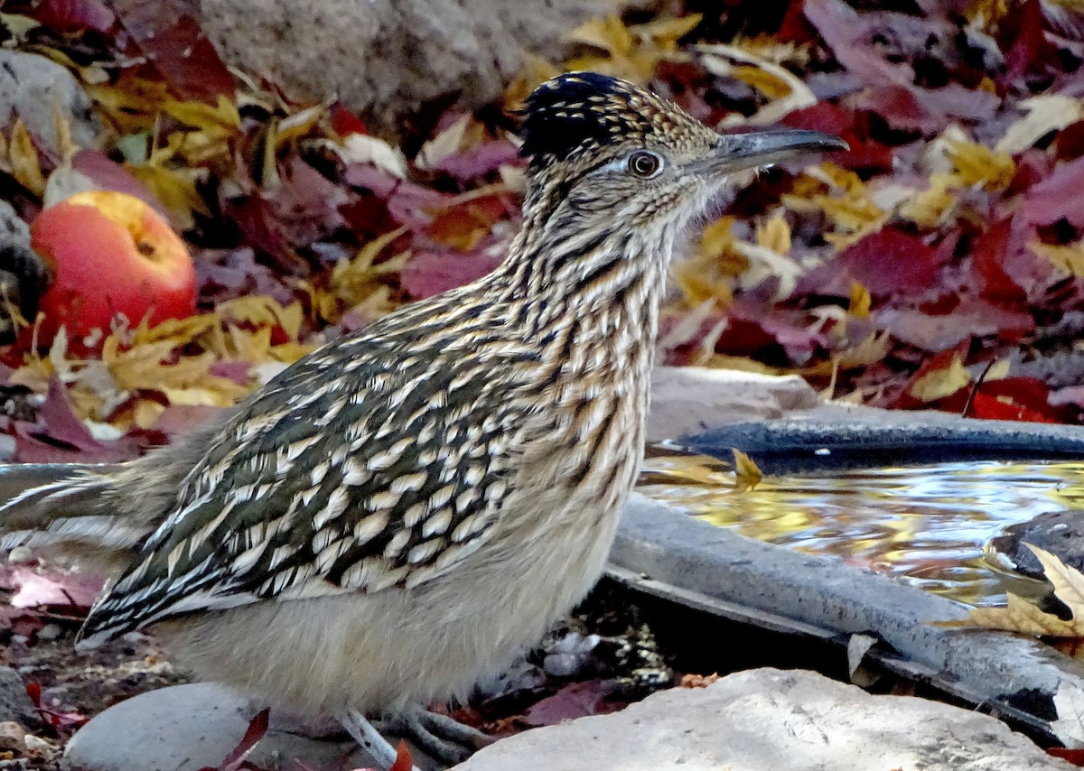 Greater Roadrunner - ML646934120