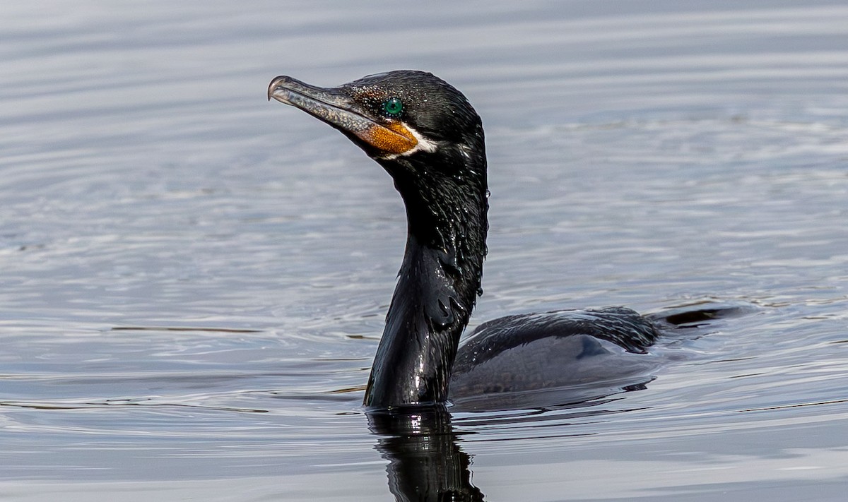 Neotropic Cormorant - Marni Tartack