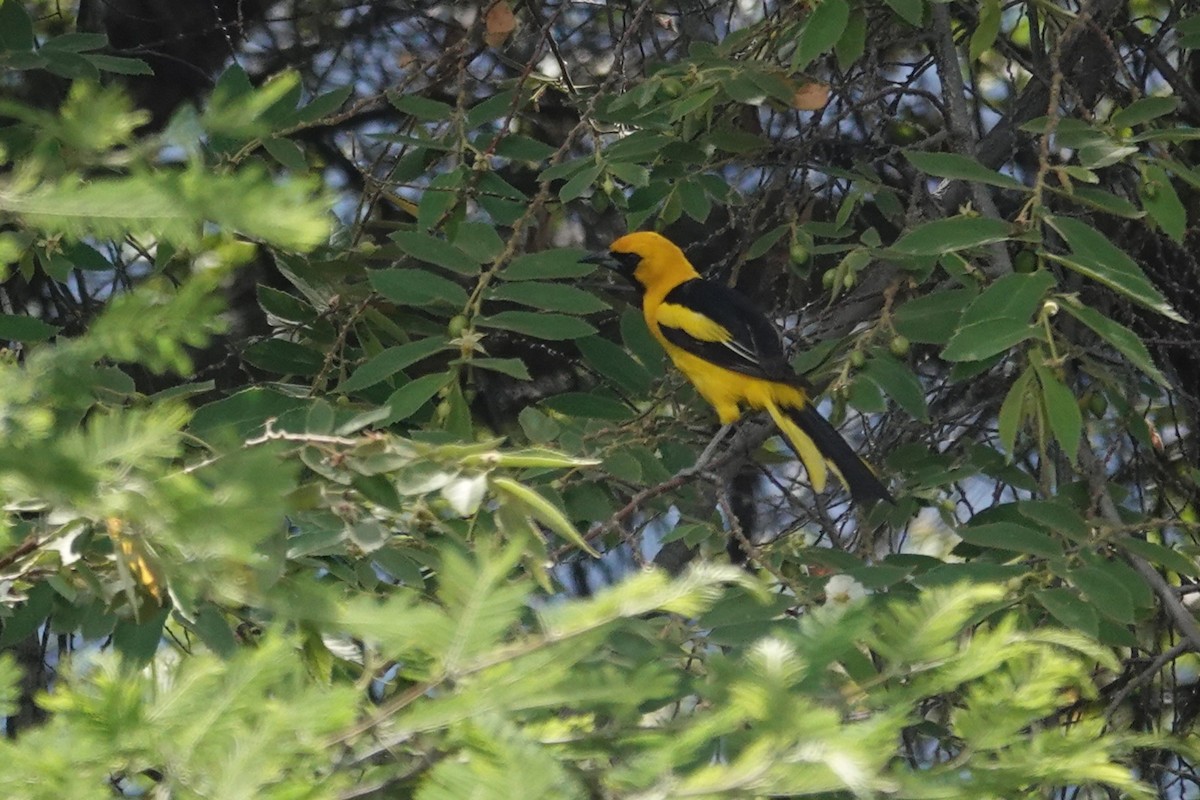 Трупіал жовтохвостий - ML646934136