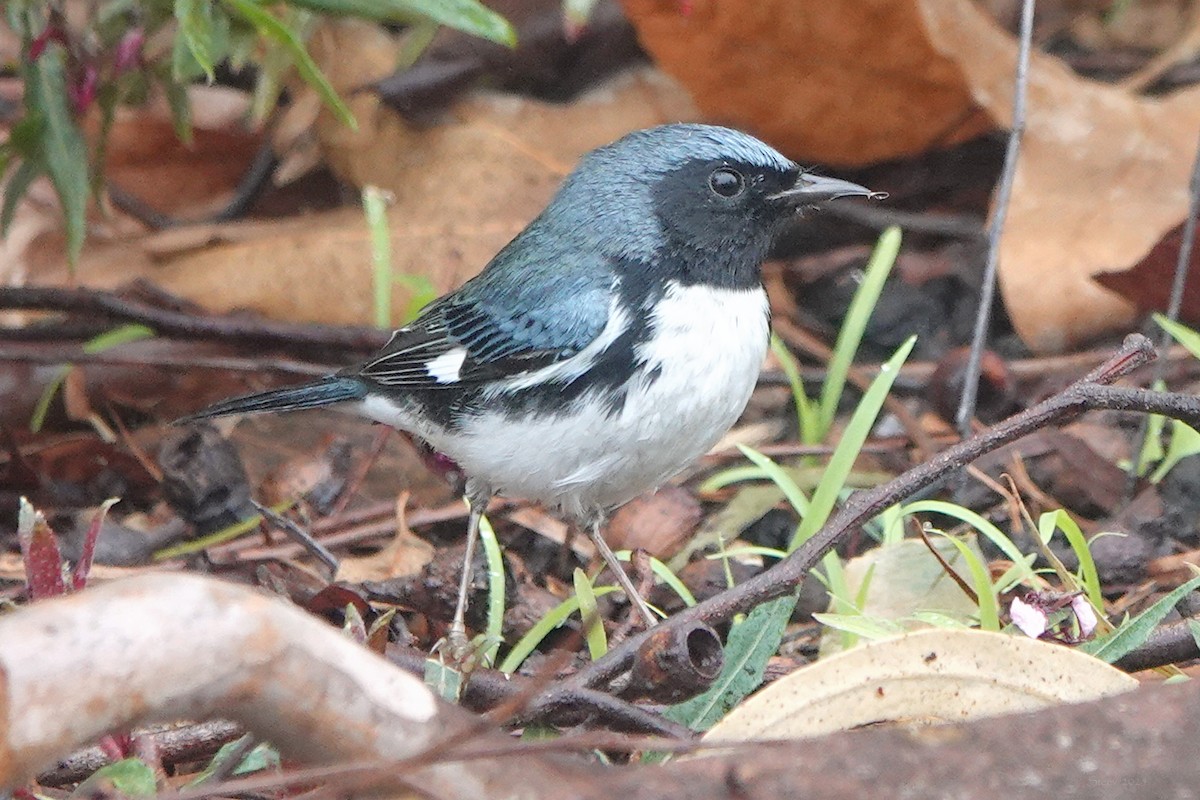 lesňáček modrohřbetý - ML646934137