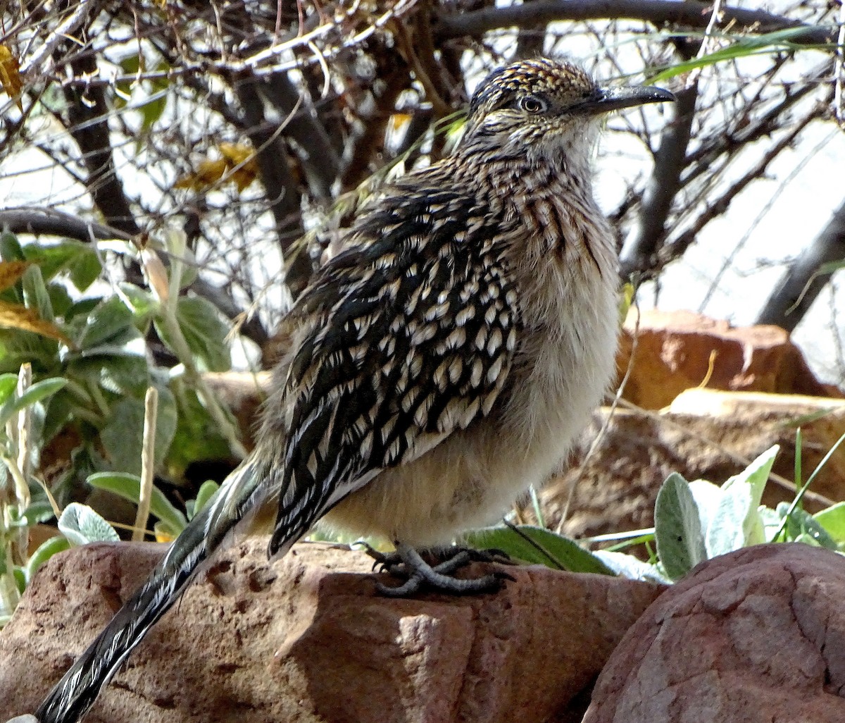 Greater Roadrunner - ML646934142