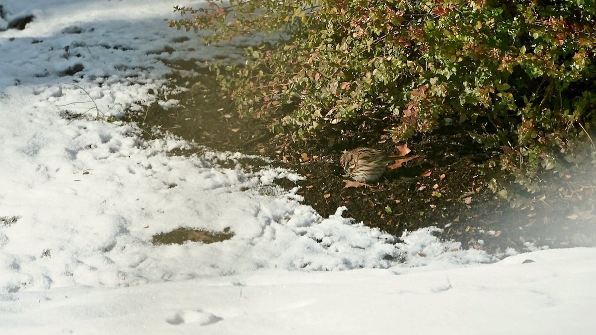 ウタスズメ - ML646934143