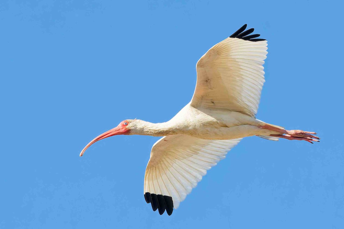 White Ibis - ML646934146