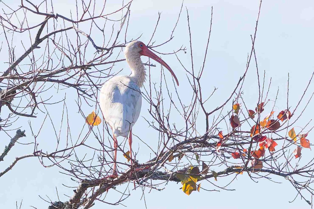 White Ibis - ML646934147