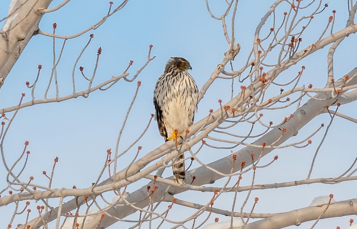 Cooper's Hawk - ML646934150