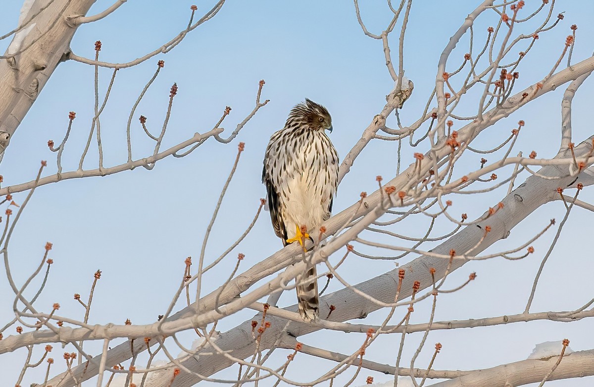 Cooper's Hawk - ML646934151