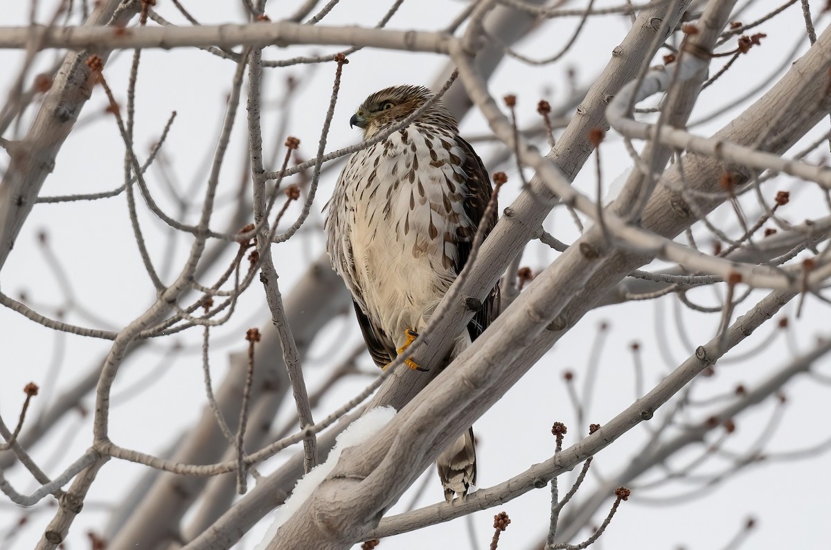 Cooper's Hawk - ML646934152