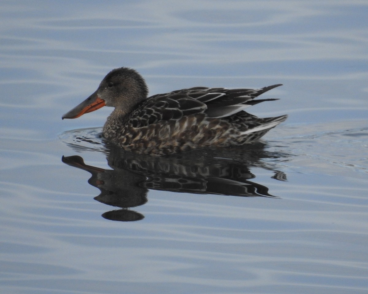 Northern Shoveler - ML646934155