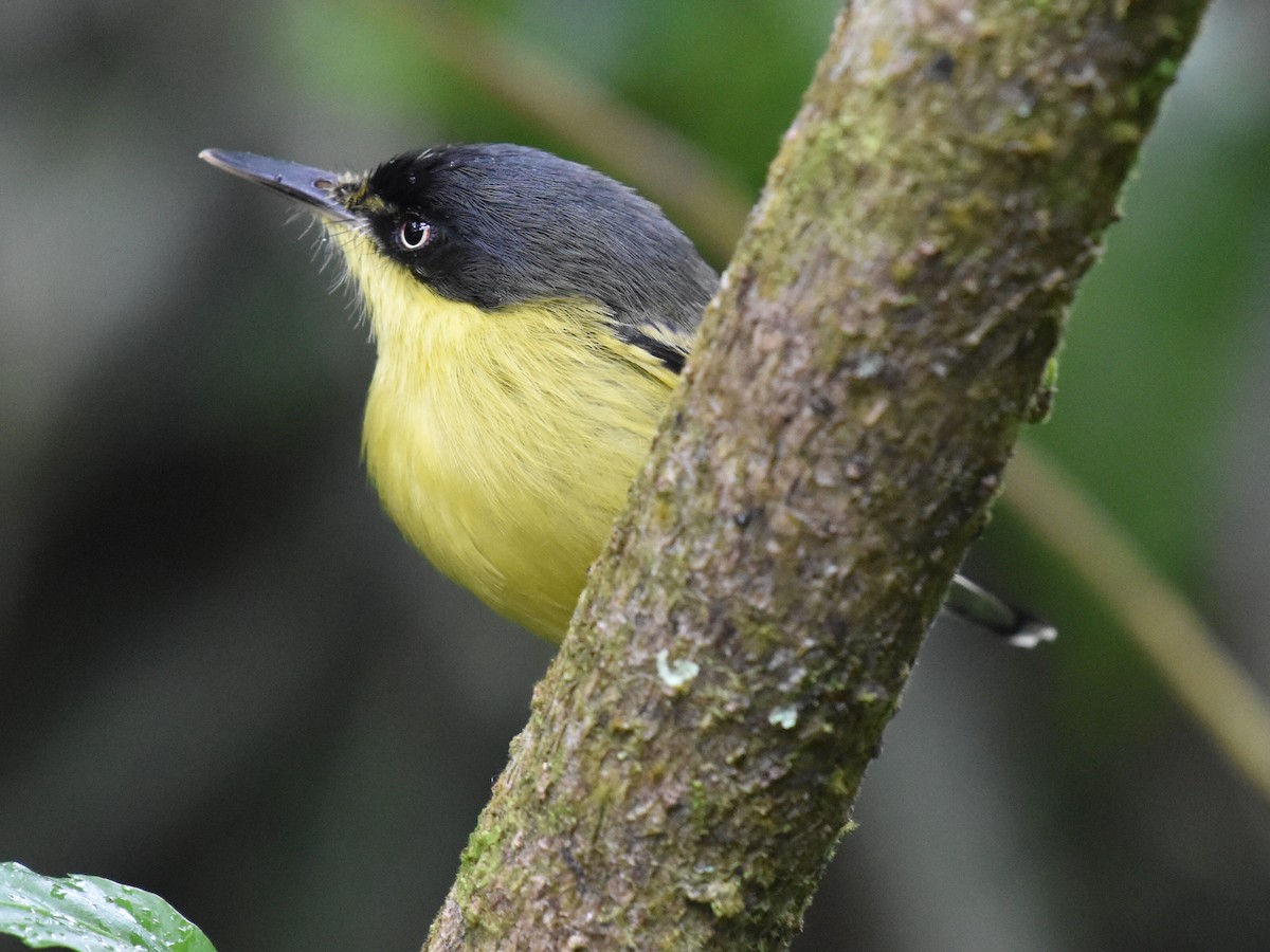 Titirijí Común - ML646934159