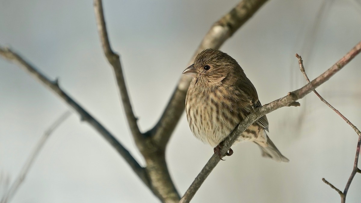 メキシコマシコ - ML646934162