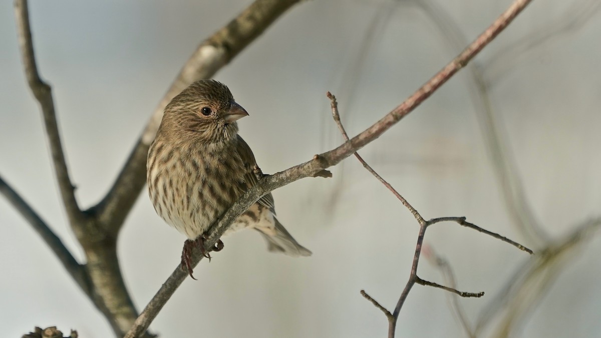 メキシコマシコ - ML646934164