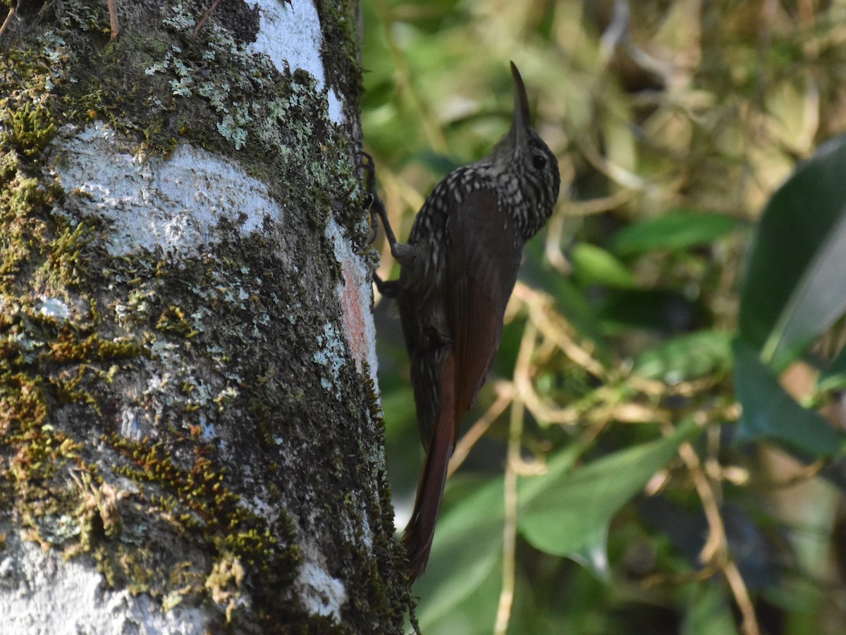 Trepatroncos Cabecirrayado - ML646934166