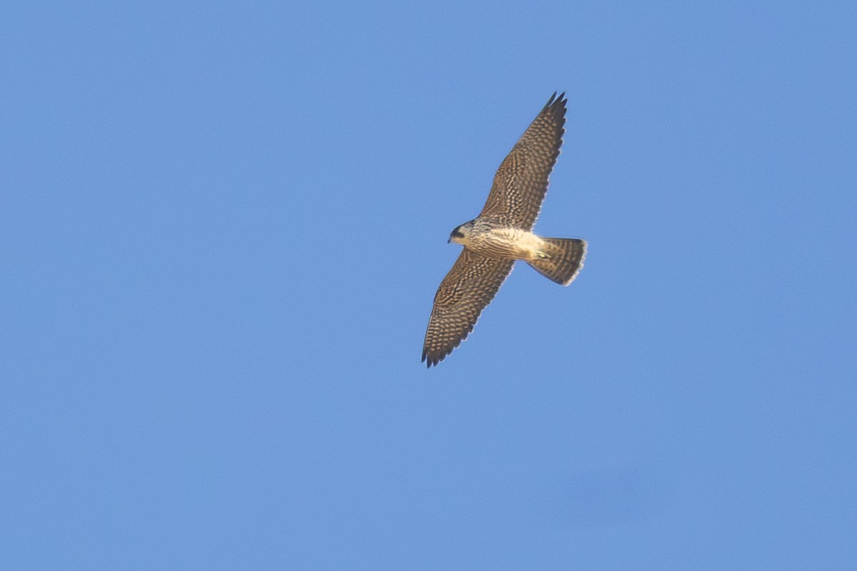 Peregrine Falcon - ML646934167