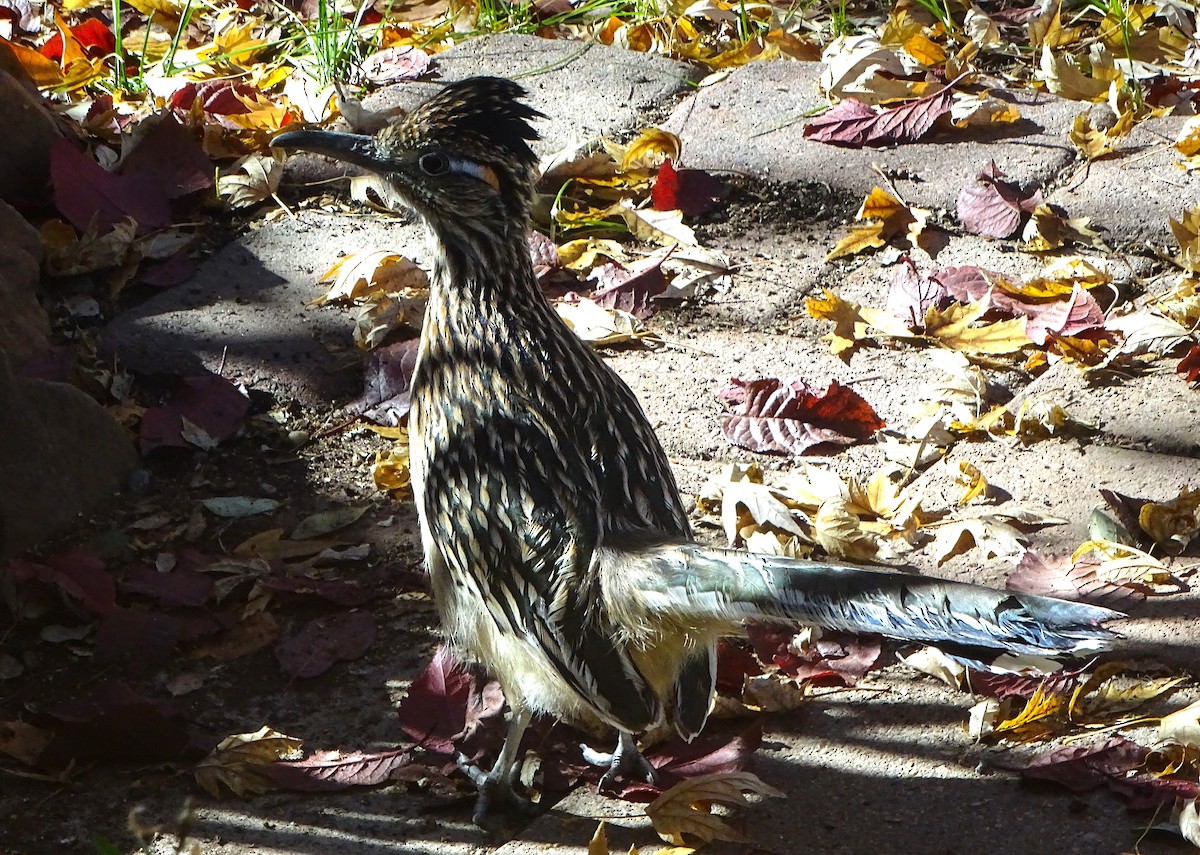 Greater Roadrunner - ML646934175