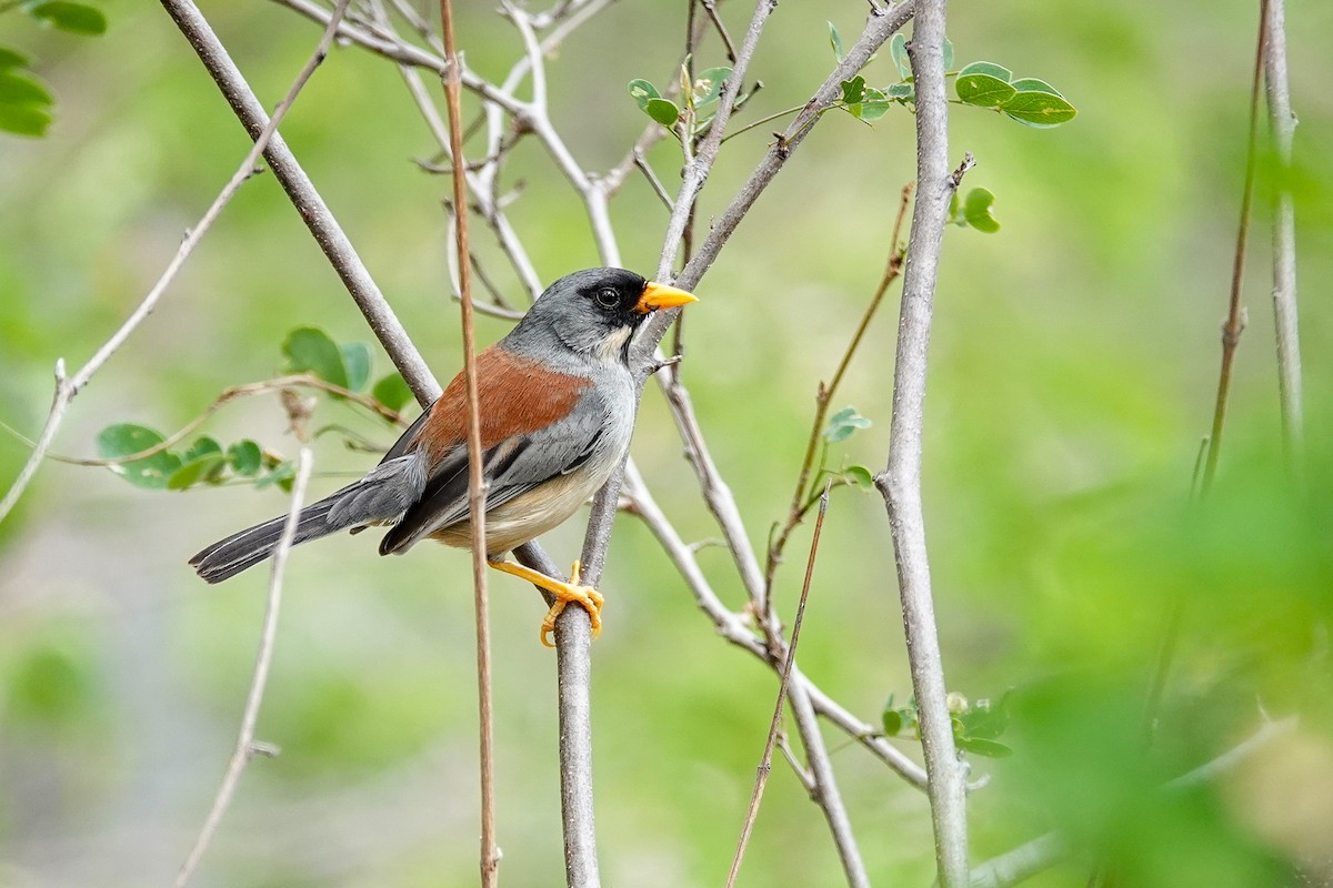 Buff-bridled Inca-Finch - ML646934178