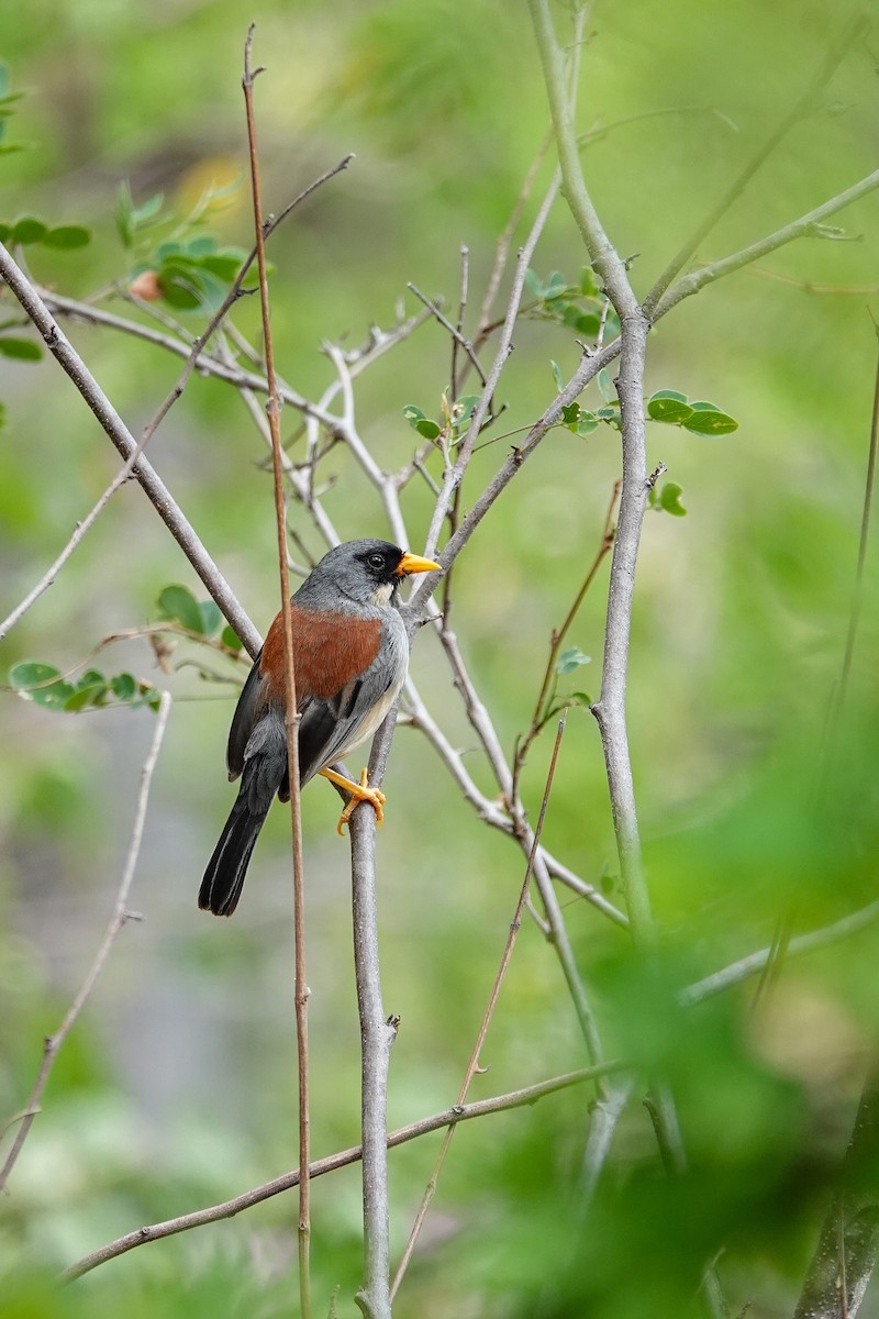 Buff-bridled Inca-Finch - ML646934179