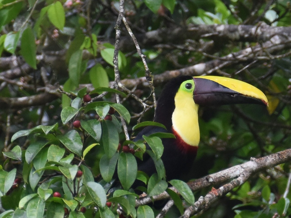 Тукан жовтошиїй - ML646934180