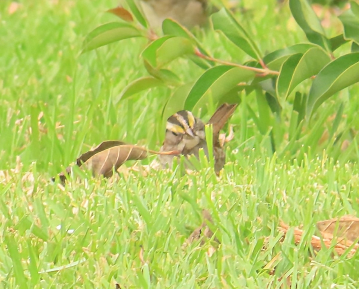 White-throated Sparrow - ML646934181