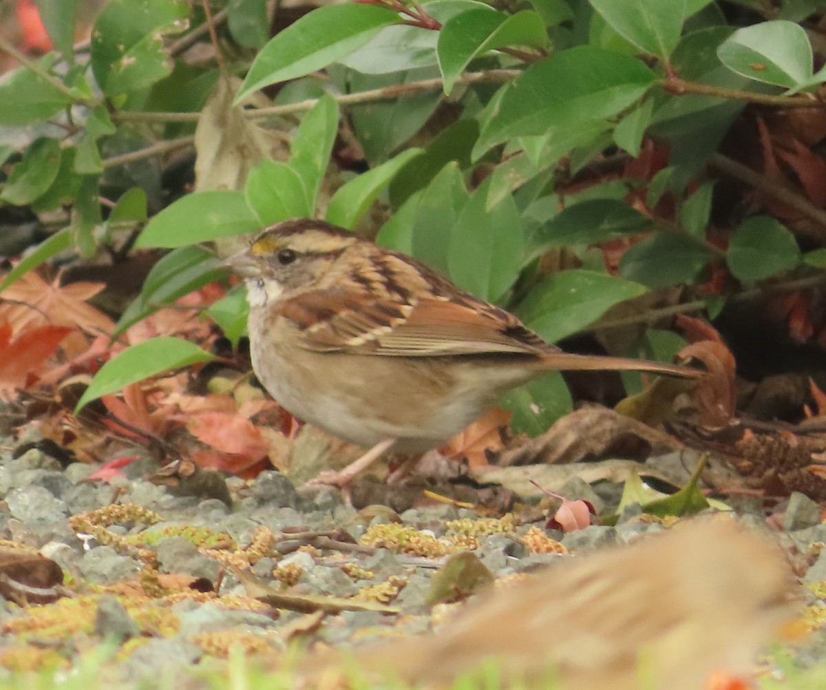 White-throated Sparrow - ML646934182
