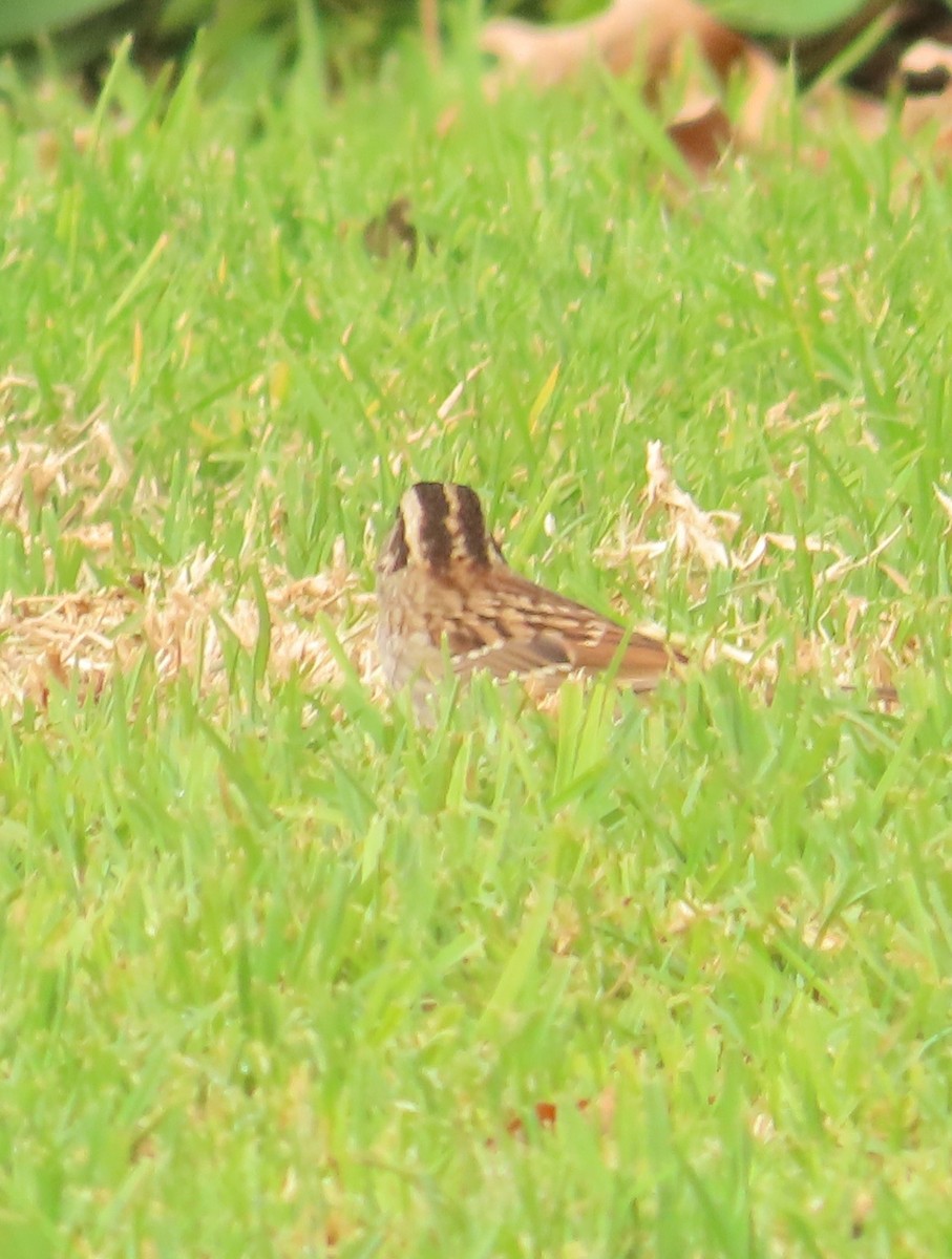 White-throated Sparrow - ML646934183