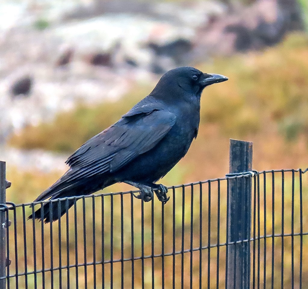 Amerikakrähe - ML646934185