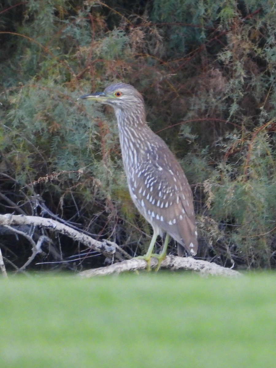 Black-crowned Night Heron - ML646934187