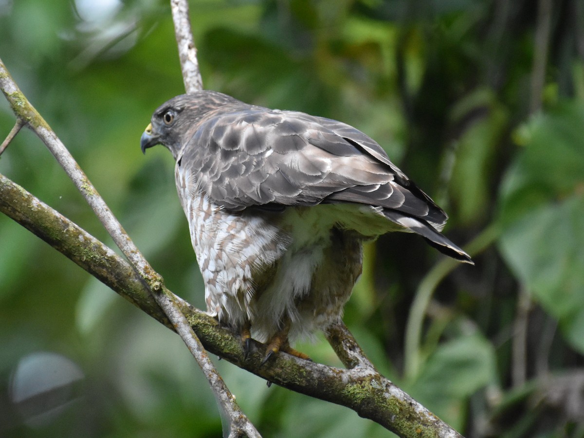 Busardo Aliancho - ML646934189