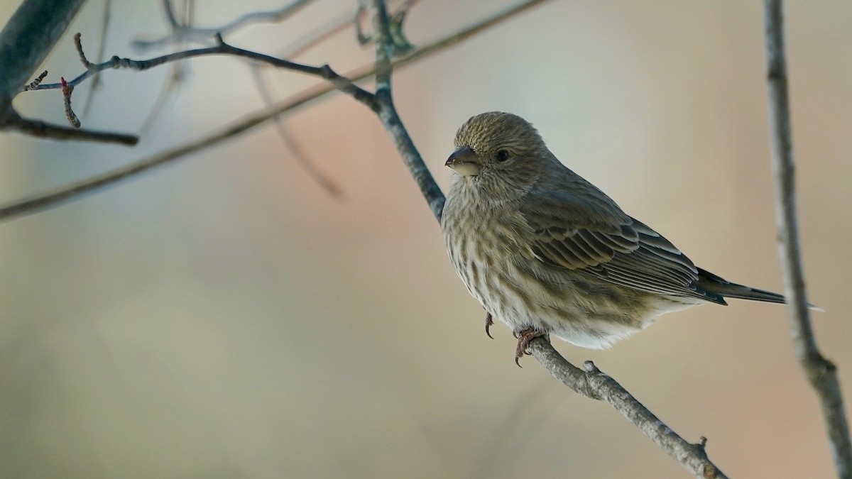 メキシコマシコ - ML646934190