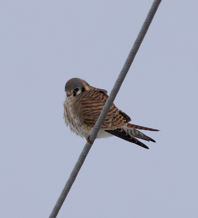 American Kestrel - ML646934194