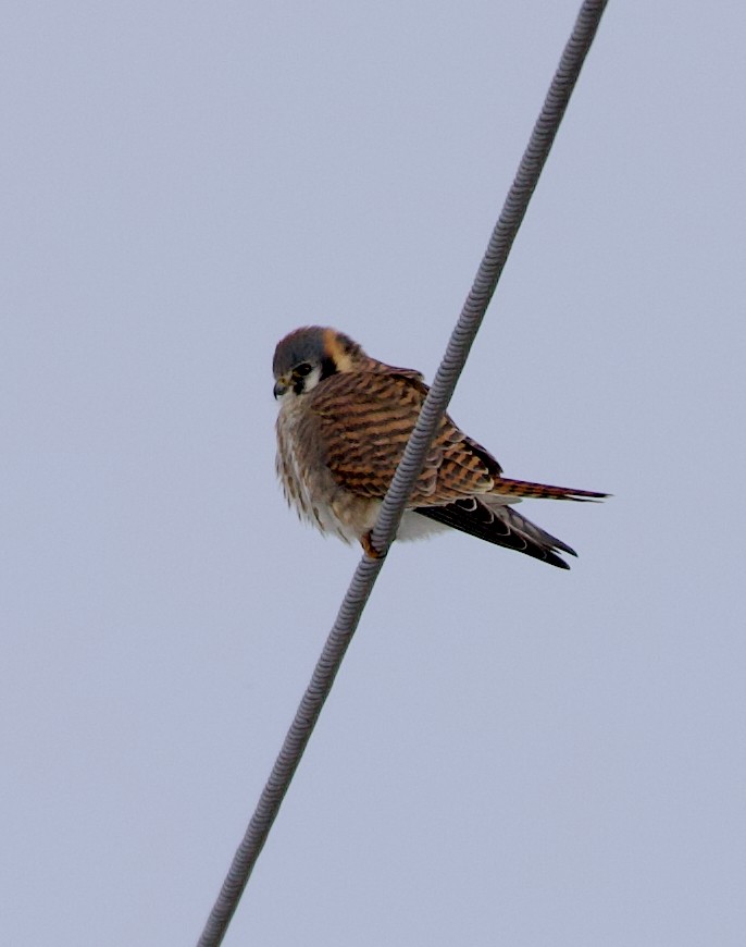 American Kestrel - ML646934195