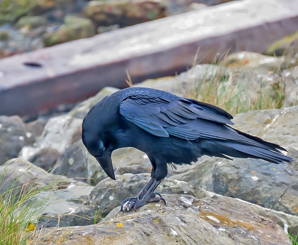 Kolkrabe - ML646934196