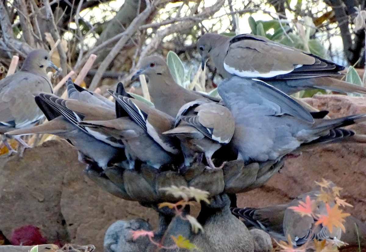 White-winged Dove - ML646934197