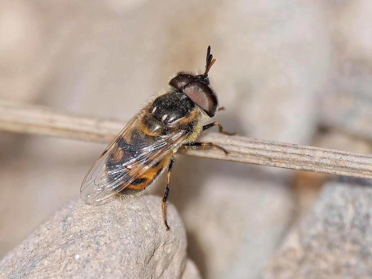 Bromeliad Flies - ML646934200