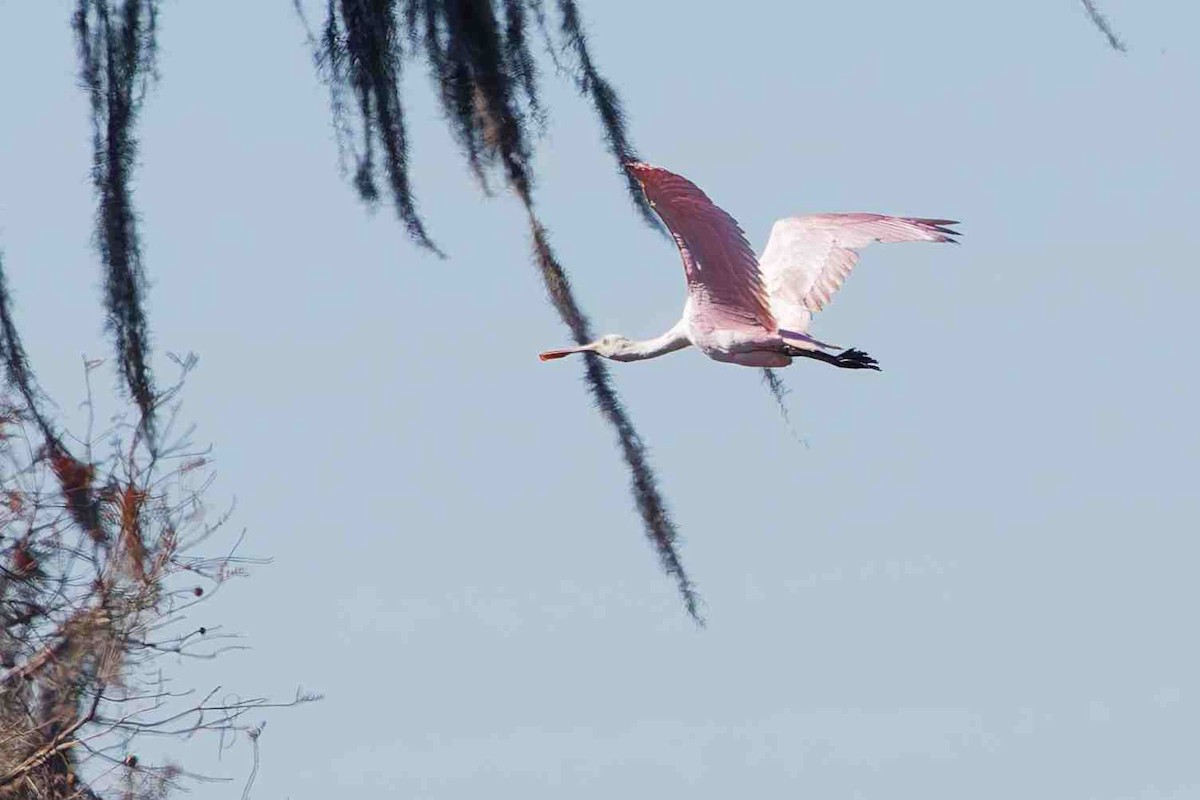 Roseate Spoonbill - ML646934201