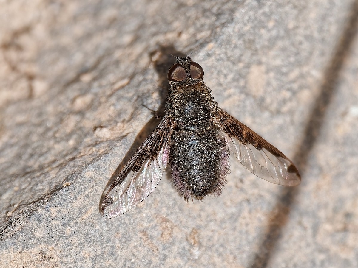בומביליים - ML646934202