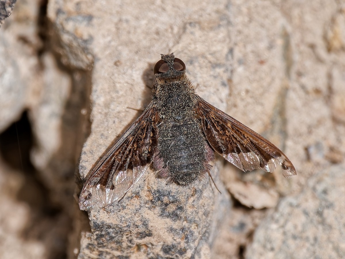 בומביליים - ML646934204