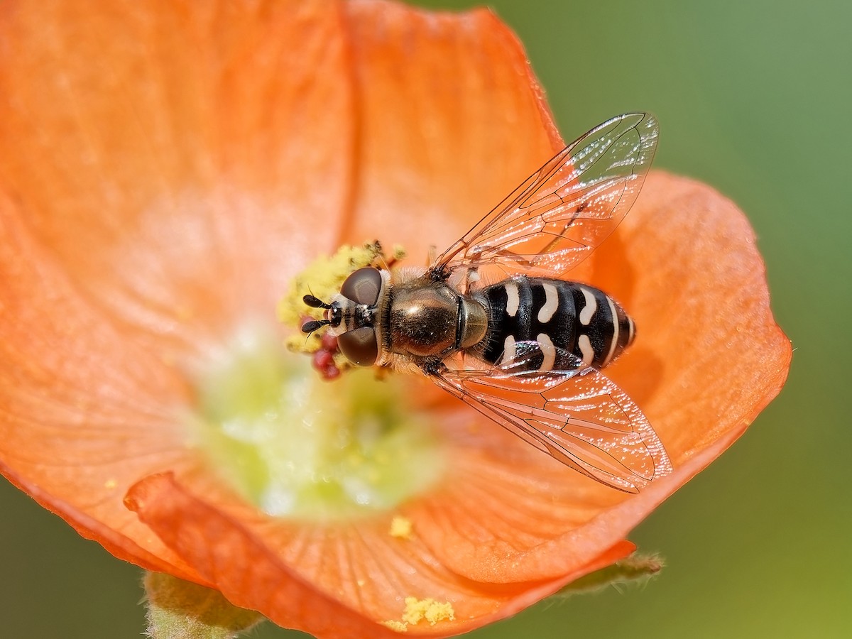 Aphideaters - ML646934205