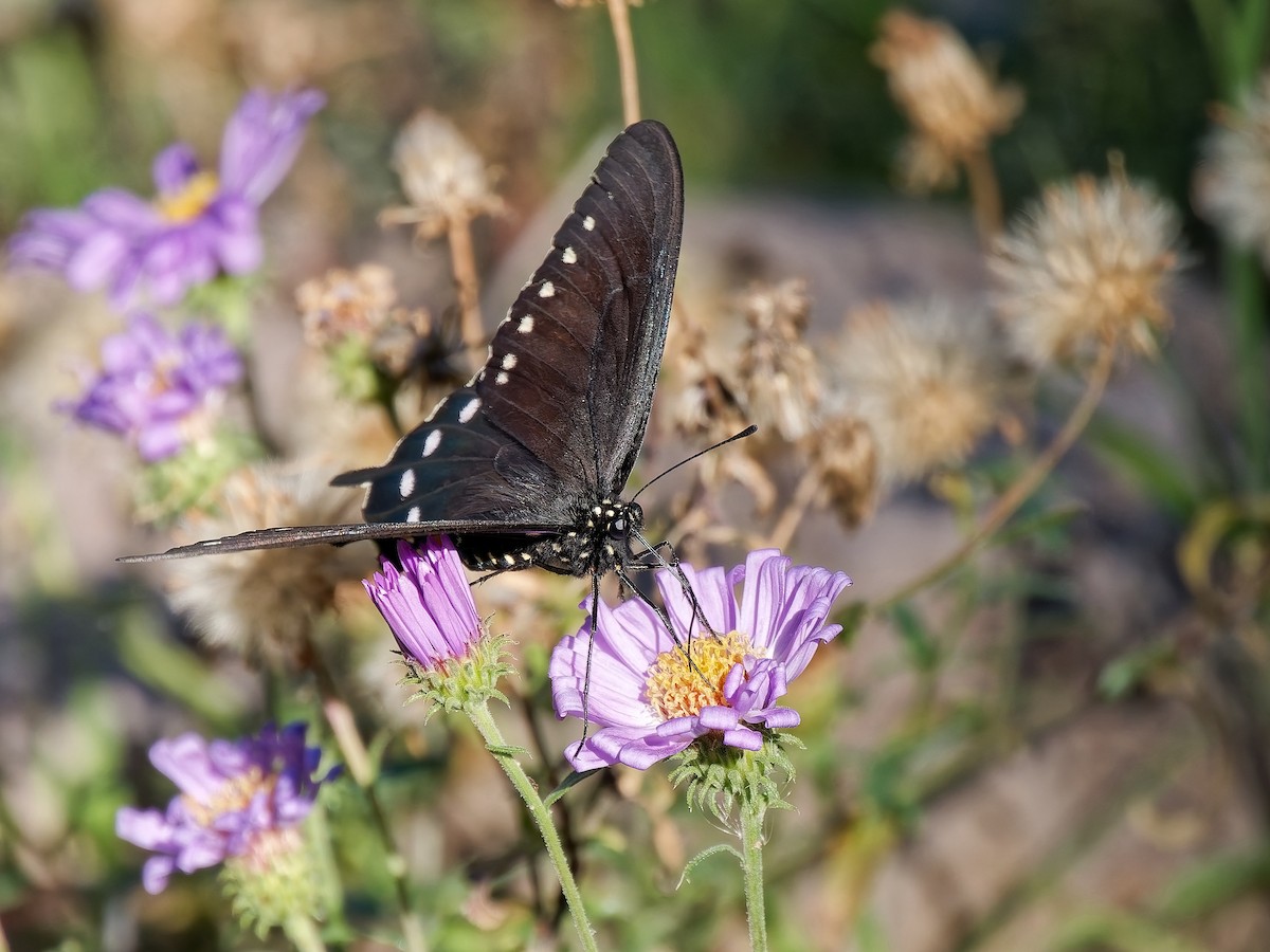 Pipevine Swallowtail - ML646934206