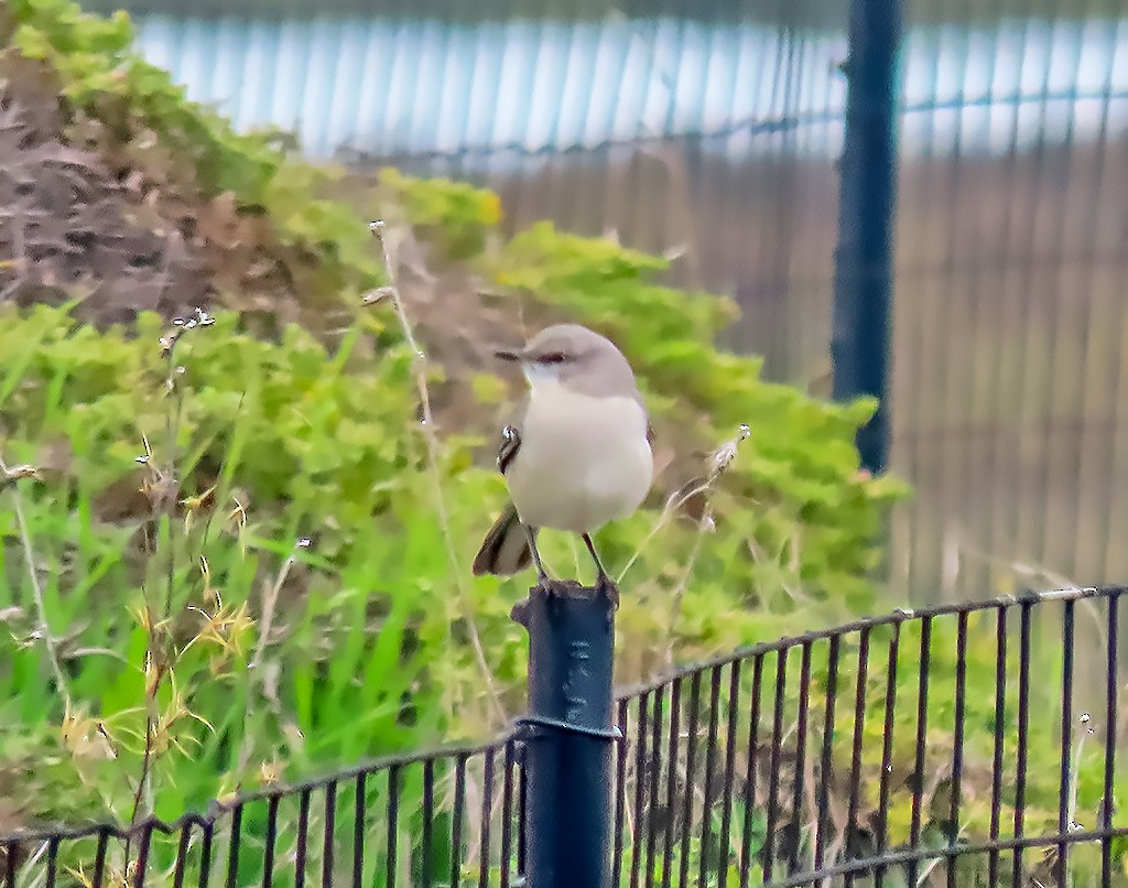 Gartenspottdrossel - ML646934208