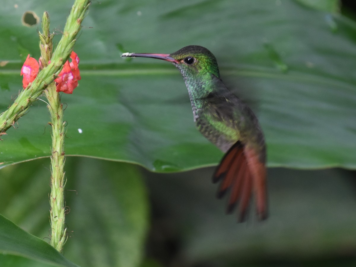 Amazilia Tzacatl - ML646934209