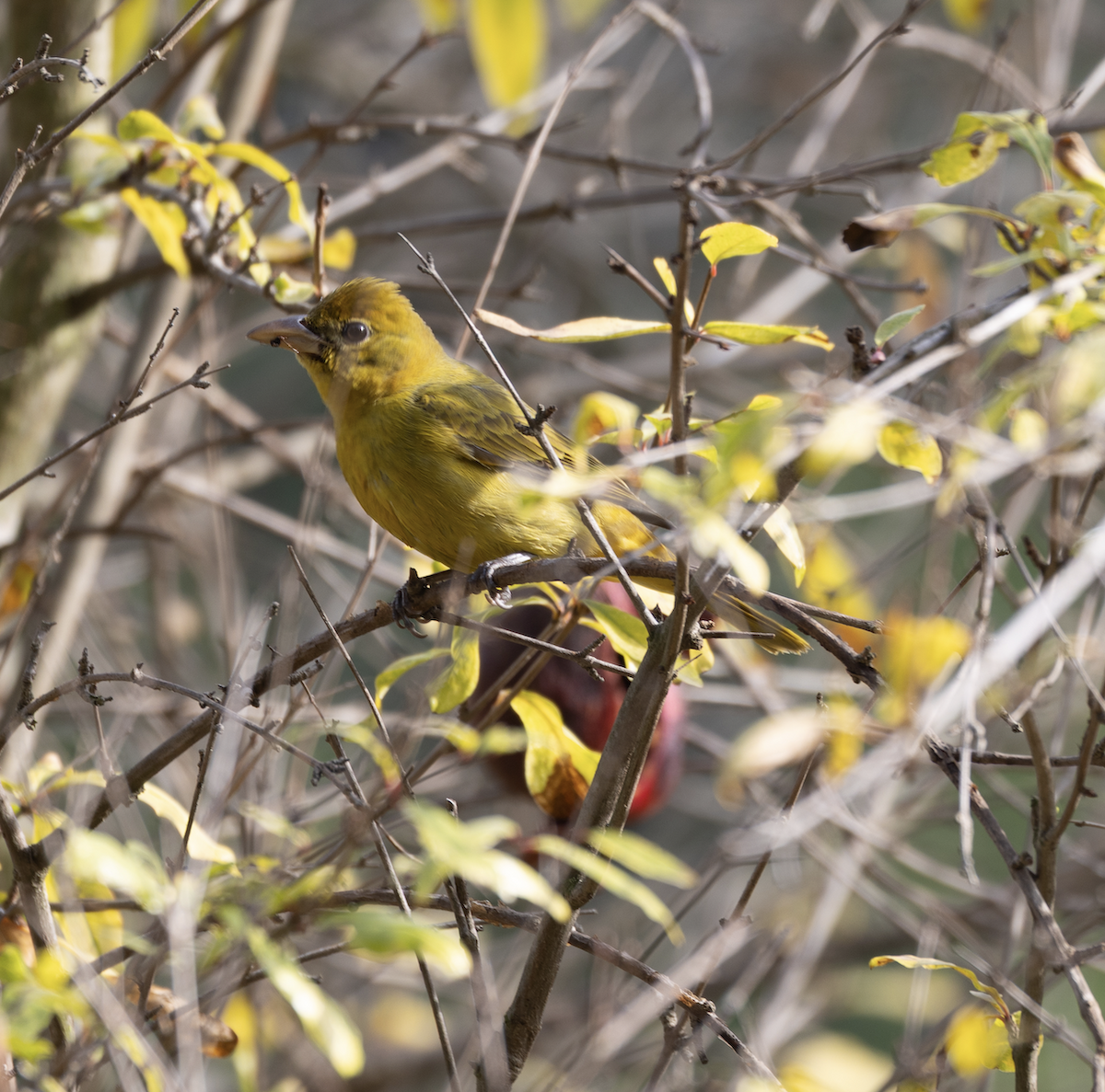 Summer Tanager - ML646934214