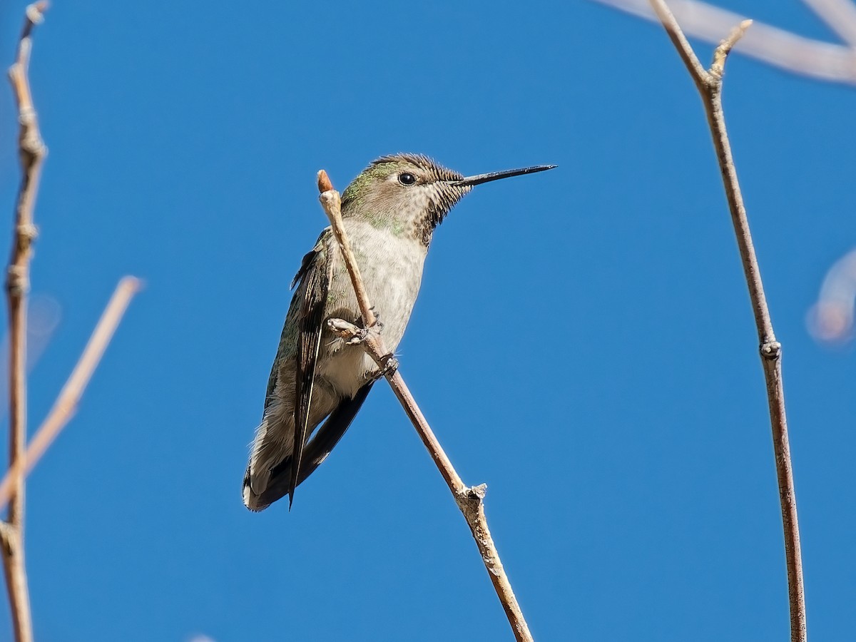 Anna's Hummingbird - ML646934215