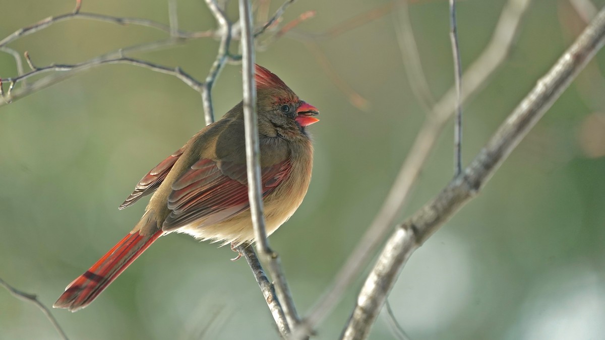 ショウジョウコウカンチョウ - ML646934216