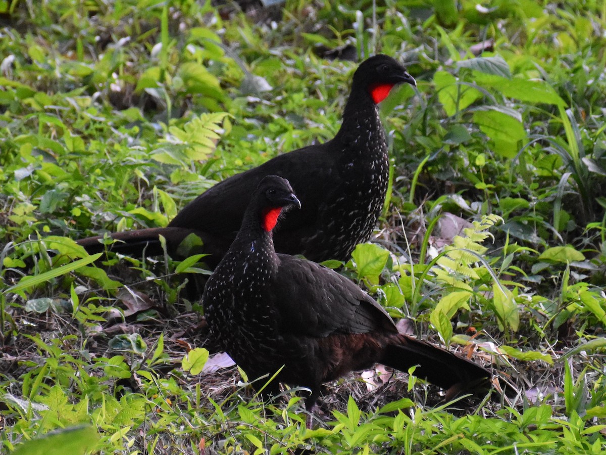 Pava Cojolita - ML646934217