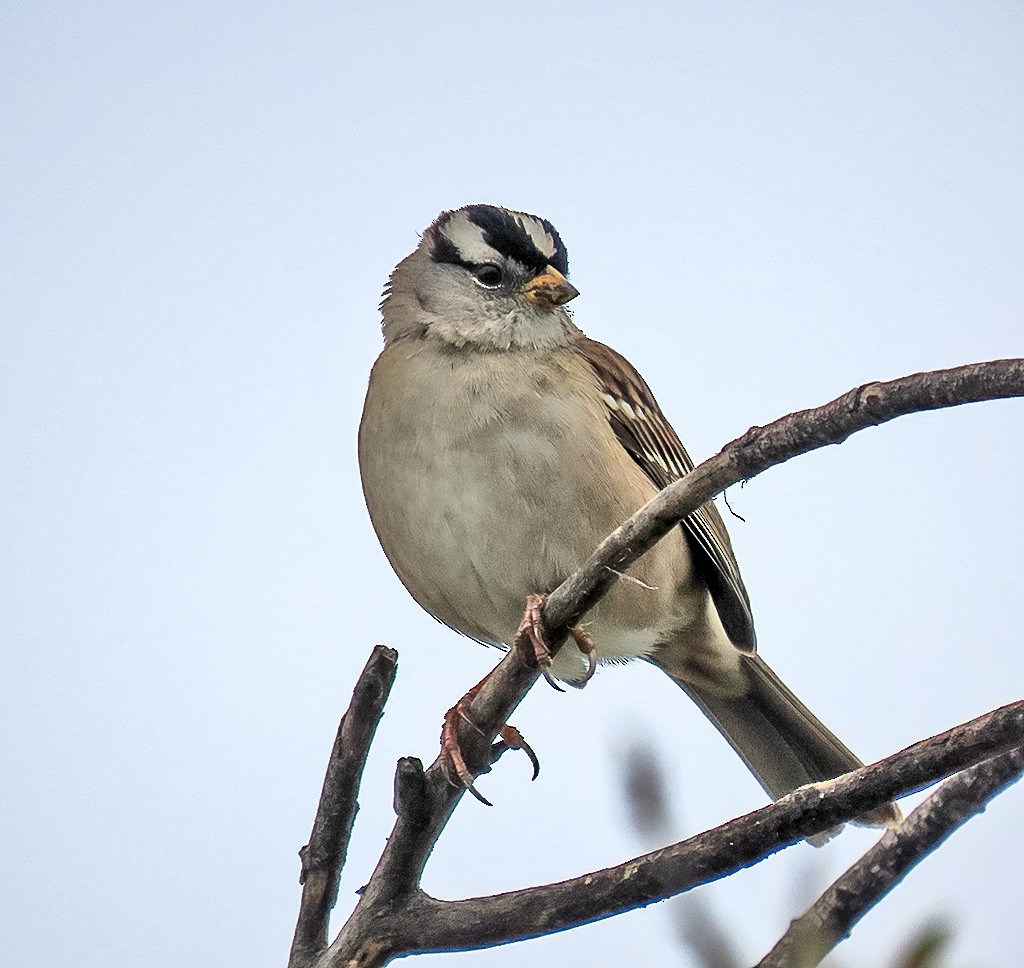 Dachsammer - ML646934219