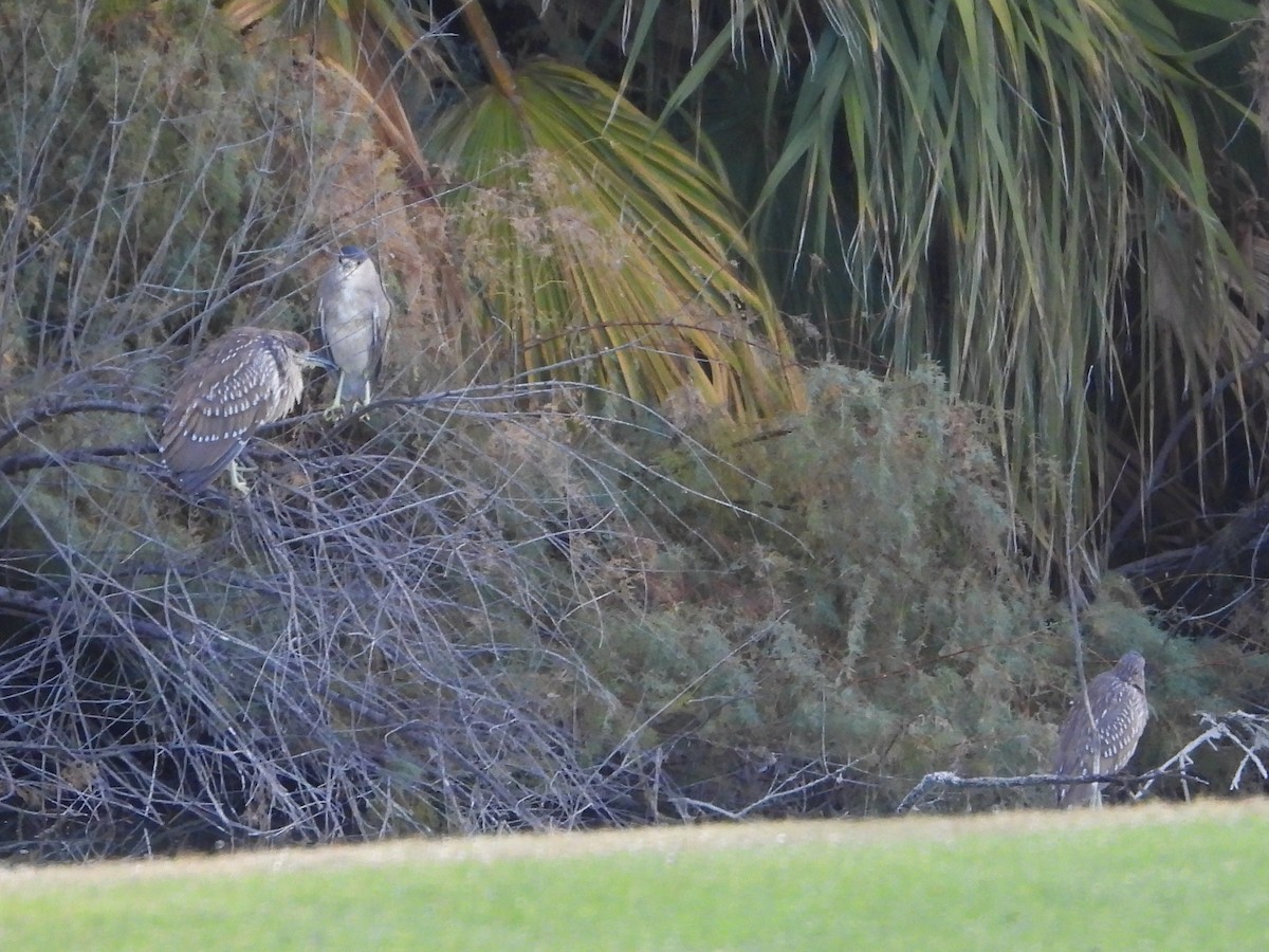Black-crowned Night Heron - ML646934221