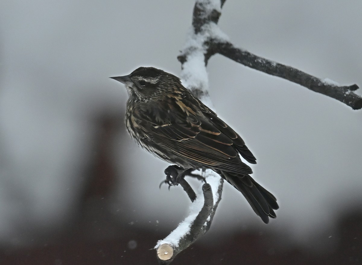 rødvingetrupial - ML646934222